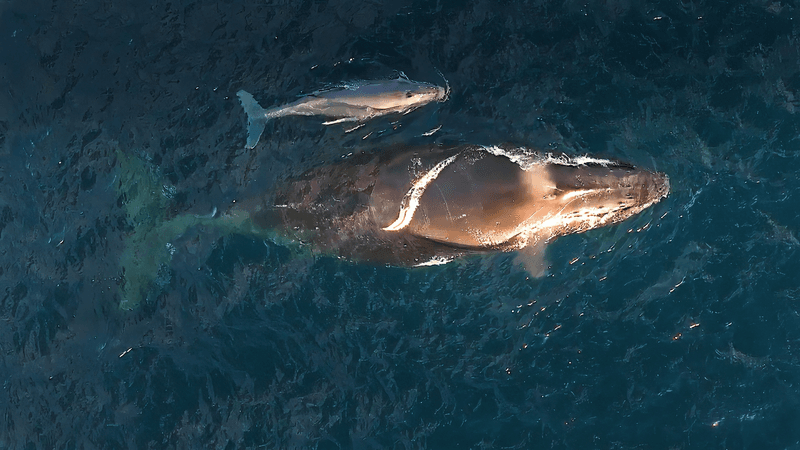 This looks like a typical image of a humpback whale mother and newborn calf, but the location off Kiama, south of Sydneywas a shock. 