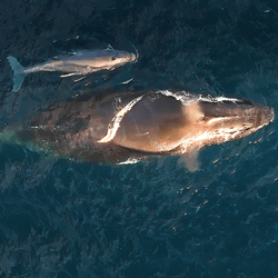 This looks like a typical image of a humpback whale mother and newborn calf, but the location off Kiama, south of Sydneywas a shock. 