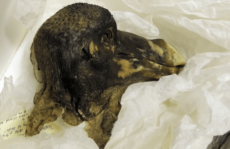 The "Oxford Dodo" pictured on display at the Oxford University Museum of Natural History. 