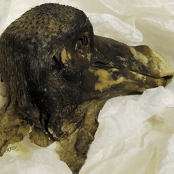 The "Oxford Dodo" pictured on display at the Oxford University Museum of Natural History. 