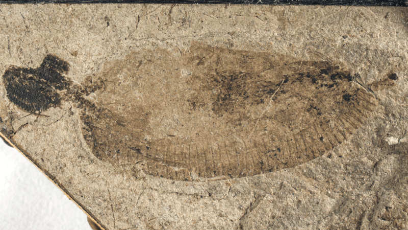 fossil parasite thorny-headed worm
