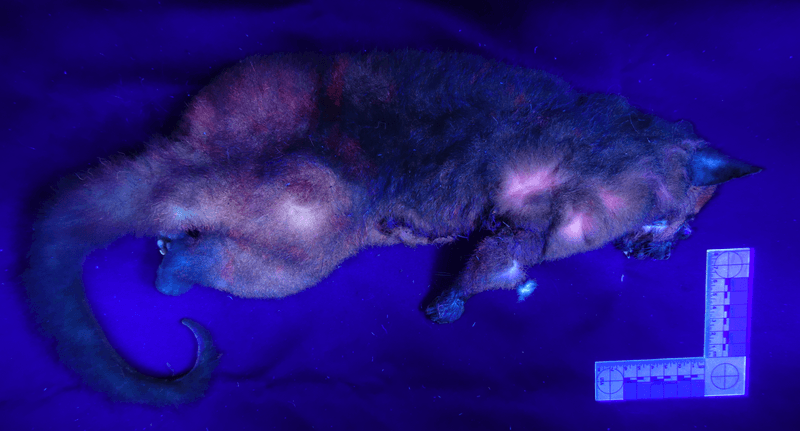 The coppery brushtail possum glows in a mix of colors when exposed to UV light, but they also have non-luminescent molecules that complicate their shade.