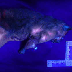 The coppery brushtail possum glows in a mix of colors when exposed to UV light, but they also have non-luminescent molecules that complicate their shade.