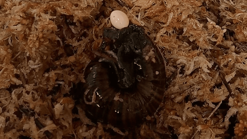 A brown snail laying an a small white egg through a hole in its neck.