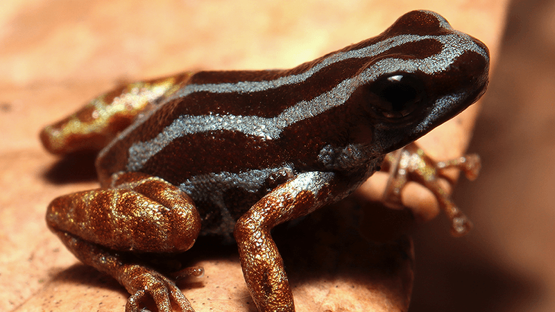 A beautiful shiny blue and copper dart frog