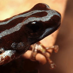 A beautiful shiny blue and copper dart frog