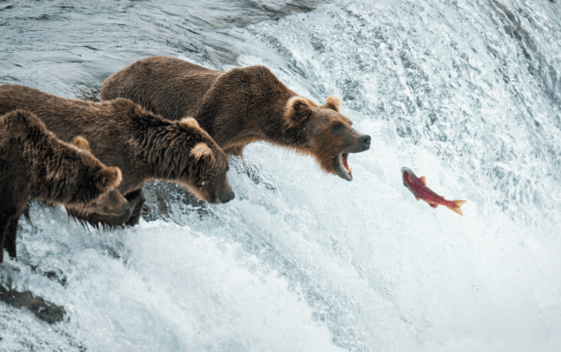A red sockeye salmon jumps up the Brooks Falls amid a gang of hungry brown bears in Katmai National Park, Alaska.
