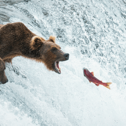 A red sockeye salmon jumps up the Brooks Falls amid a gang of hungry brown bears in Katmai National Park, Alaska.