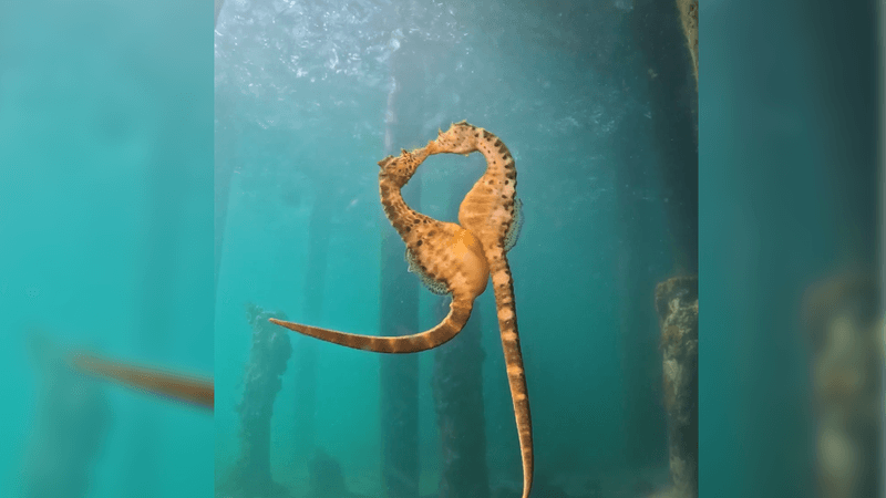 Two seahorses joined together underwater so that their faces look like they are kissing and the gap between their necks is a rough heart shape.