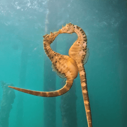 Two seahorses joined together underwater so that their faces look like they are kissing and the gap between their necks is a rough heart shape.