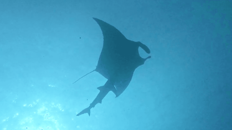 A shark runs its skin on the underside of a manta ray. Filmed from underneath by scuba divers.