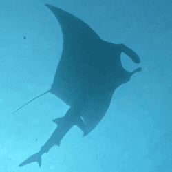 A shark runs its skin on the underside of a manta ray. Filmed from underneath by scuba divers.