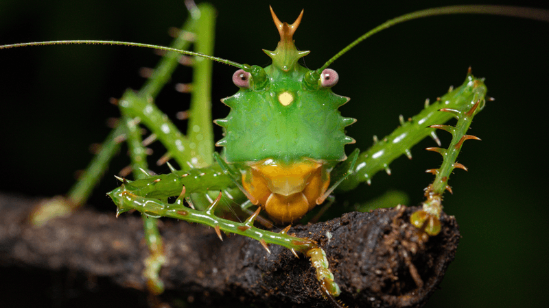 a spiny devil katydid, it's very green with an orange protrusion on its head that looks like a little crown