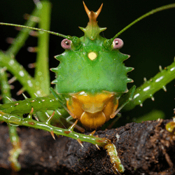 a spiny devil katydid, it's very green with an orange protrusion on its head that looks like a little crown