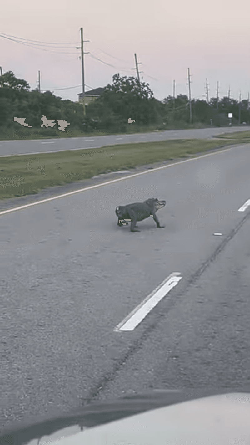 Tailless Alligator Seen Waddling Across Road in Southern Louisiana