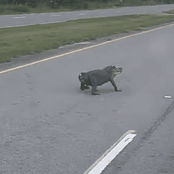 Tailless Alligator Seen Waddling Across Road in Southern Louisiana