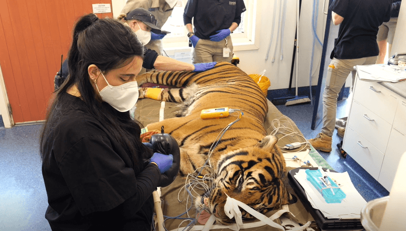 Hutan the Sumatran tiger under anesthesia while a rare triple root canal was performed on all but one of his canine teeth.