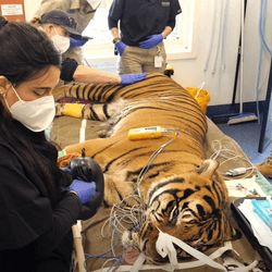 Hutan the Sumatran tiger under anesthesia while a rare triple root canal was performed on all but one of his canine teeth.