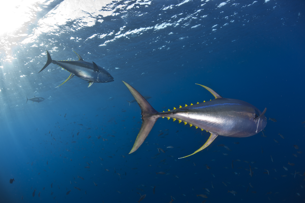 tuna swimming in the pacific