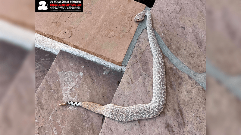 Western diamondback rattlesnakes on patio, instead of the typical diamond pattern this snake has more of a pattern of leopard spots