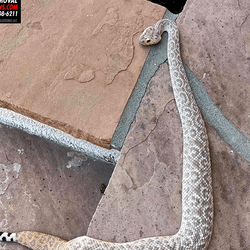 Western diamondback rattlesnakes on patio, instead of the typical diamond pattern this snake has more of a pattern of leopard spots