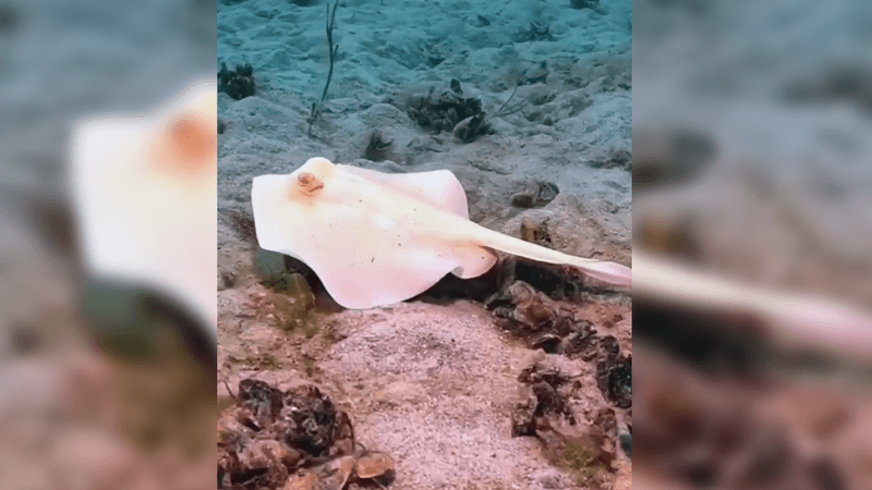 A small white stingaree swims along the seafloor