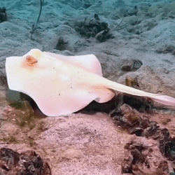 A small white stingaree swims along the seafloor